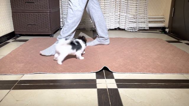 Костбар Шатц Жгучий Поцелуй, мальчик бивер, 2 месяца смотреть онлайн