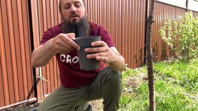 ТАМАРИКС ЧЕРЕНКОВАНИЕ БИСЕРНИК Изящный и яркий кустарник великолепный гребенщик смотреть онлайн