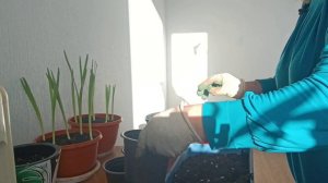 фрезию сажаю в горшочки          часть первая