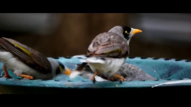 My Feathered Friends [Samsung NX500] смотреть онлайн