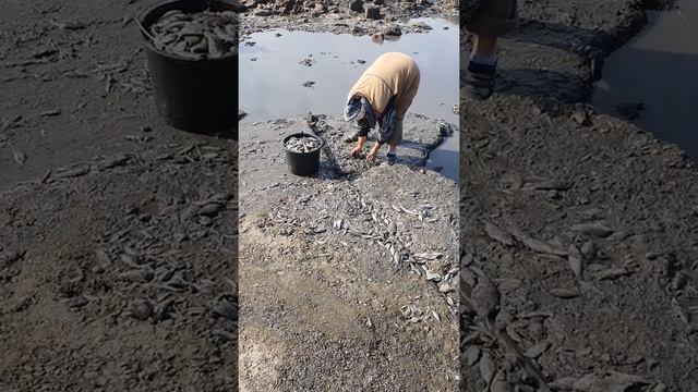 В Варнавинском водохранилище Крымского района из-за сброса воды много рыбы осталось на мелководье смотреть онлайн