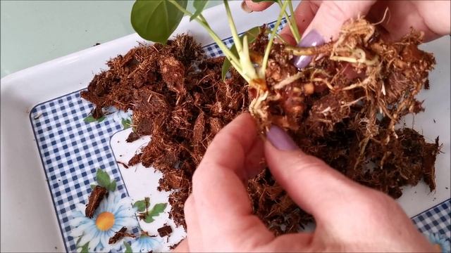 Пришла пора делить и пересаживать деток антуриума из теплички. Часть 2 смотреть онлайн