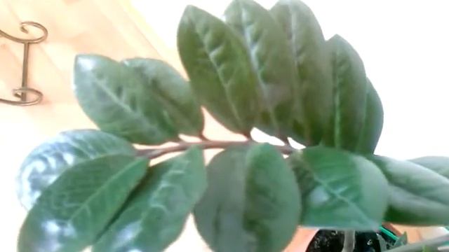 Вазон Долларовое дерево - Замиокулькас смотреть онлайн