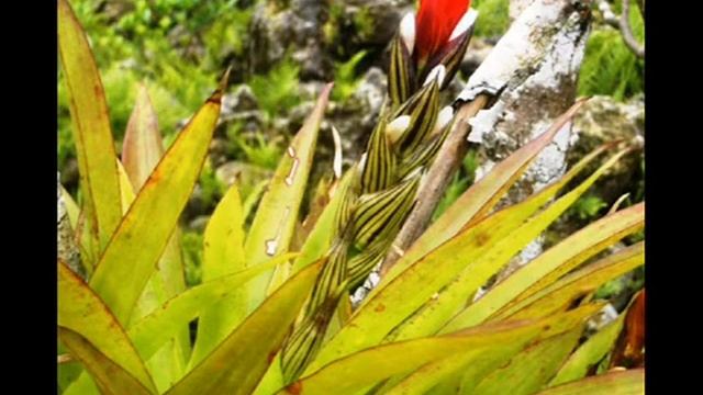 Botànica Familia Bromeliaceae смотреть онлайн