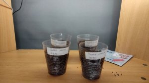 Размножение Хосты семенами. Посев семян легко и просто!