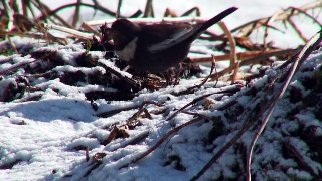 Кавказский улар смотреть онлайн