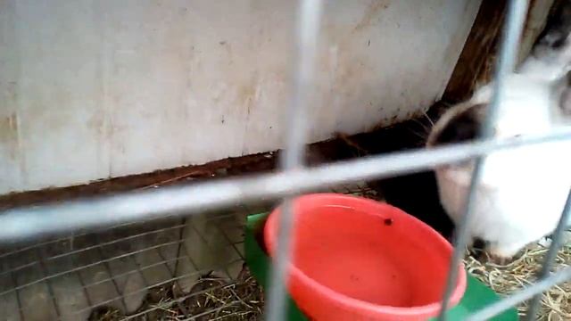 Крольчата: фландеры, Калифорния, помесь. Ввод в эксплуатацию новой клетки;) смотреть онлайн