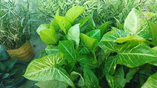 All About Syngonium Plant/Arrow Head Plant/Syngonium पौधे को हरा- भरा और घना कैसे बनाएं /Syngonium