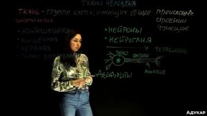 Адукар Ткани человека Биология