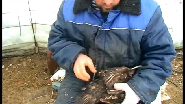 Обрезание крыльев индо уткам смотреть онлайн