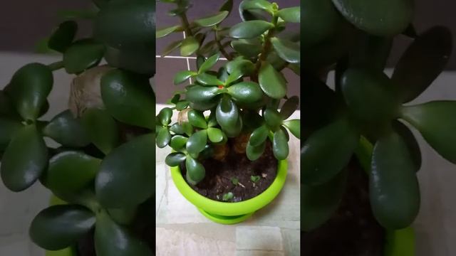 Чтобы в доме водились деньги. Толстянка - Денежное дерево. смотреть онлайн