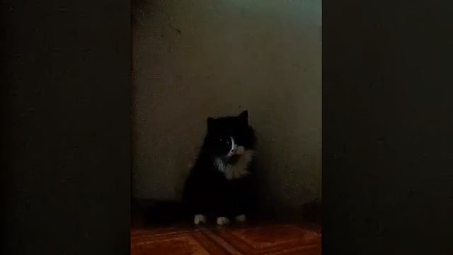 Киска дунька) смотреть онлайн