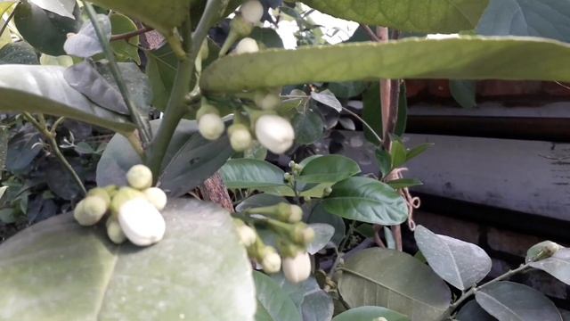 Цитрусовые в домашних условиях. Цветение смотреть онлайн