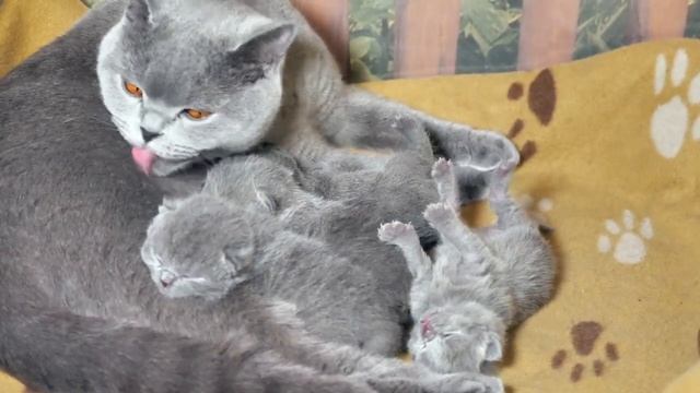 Британские котята, 9 дней (Litter- L2) смотреть онлайн