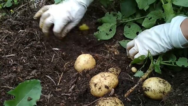 ИЗ ОЧИСТОК- КАРТОФЕЛЬ\\УРОЖАЙ\\КАБАЧКИ смотреть онлайн