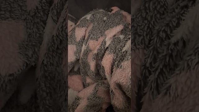 #Ежевика#и#стресс#соседи#зло#берегите#животных#и#себя#любимка#ягодка#моя#ежевика смотреть онлайн