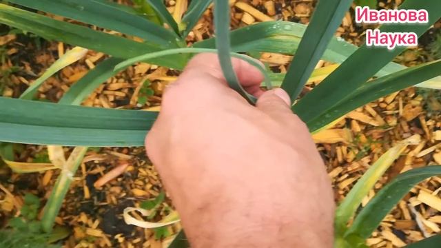 Сразу в ДВА раза БОЛЬШЕ чеснока! И без подкормок! смотреть онлайн