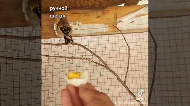 щегол певчие птица. смотреть онлайн