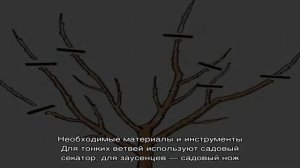 Как правильно проводить обрезку персика весной и почему она так важна