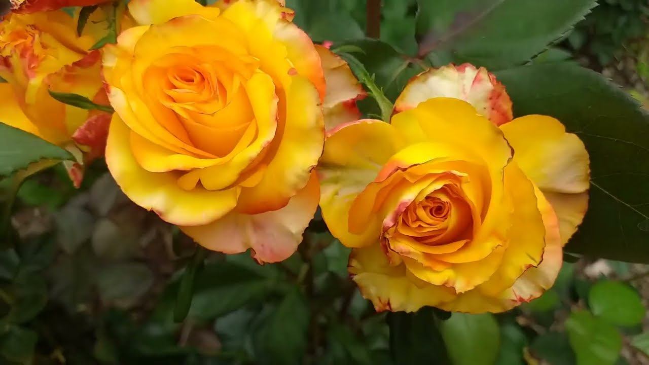 СРЕЗОЧНЫЕ РОЗЫ 19 сортов смотреть онлайн