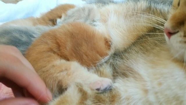 Kittens Begin To Open Their Eyes ?. 9 Days After Birth. British Shorthair