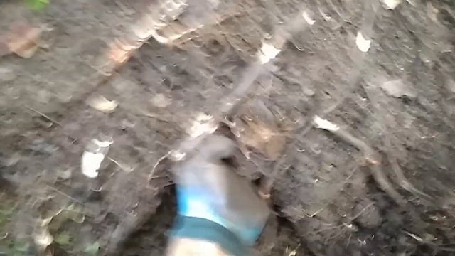 КОП МЕТАЛЛАЛОМА. ЗАШЁЛ В ГЛУХОЙ ЛЕС И НАРВАЛСЯ НА ОБАЛДЕННЫЕ НАХОДКИ!!! смотреть онлайн