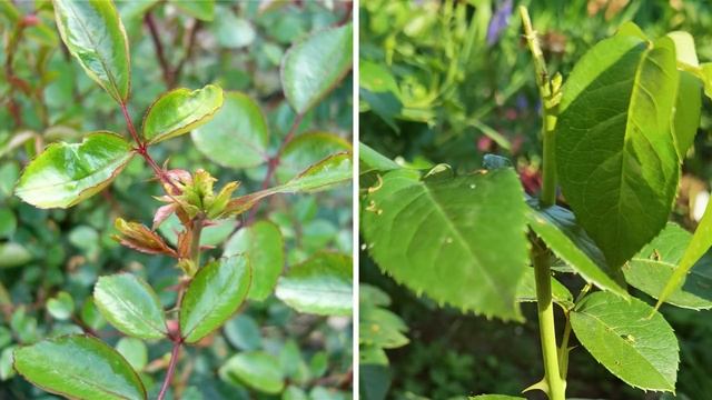 Как ОБРЕЗАТЬ РОЗЫ после цветения, чтобы снова зацвели обильно. Обрезка роз летом. смотреть онлайн