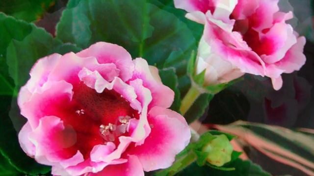 ГЛОКСИНИЯ 2 ЧАСТЬ.КАК ОБРЕЗАТЬ ГЛОКСИНИЮ. КАК ХРАНИТЬ КЛУБНИ ГЛОКСИНИИ #глоксиния #oldenburgru#40 смотреть онлайн