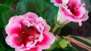 ГЛОКСИНИЯ 2 ЧАСТЬ.КАК ОБРЕЗАТЬ ГЛОКСИНИЮ. КАК ХРАНИТЬ КЛУБНИ ГЛОКСИНИИ  #глоксиния #oldenburgru#40