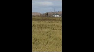 Охота с соколом гибридом(кречет/сапсан) на куропаток. Октябрь 2017