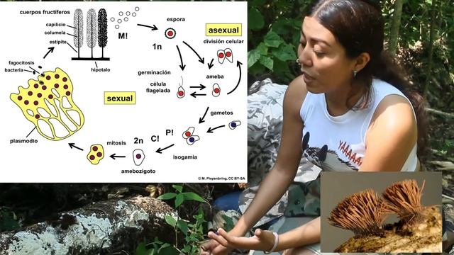 ¿Conoces los mixomicetos? смотреть онлайн