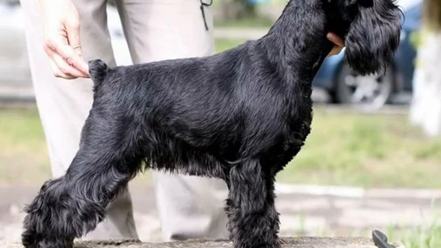 Ризеншнауцер (собака): характеристика породы смотреть онлайн