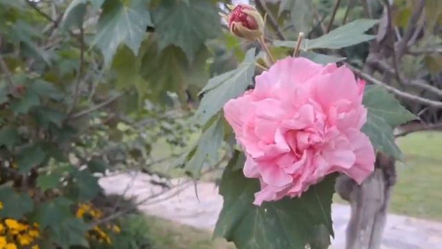 Не клён и не пион смотреть онлайн