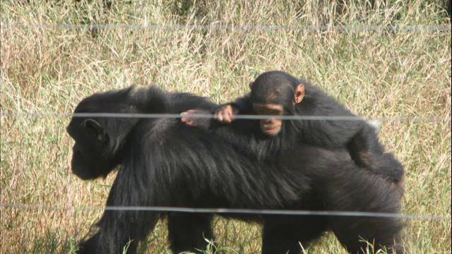 BRAINARD KENYA SAFARI 2 - African Wild Animals смотреть онлайн