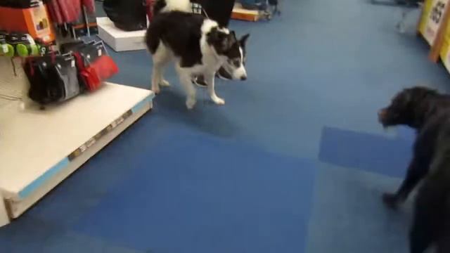 ПРОГУЛКА СОБАК ПО БРИТАНСКОМУ... МАГАЗИНУ!!! смотреть онлайн