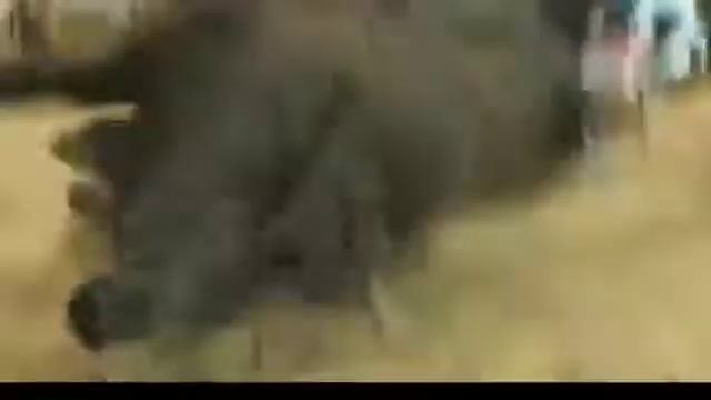 Робот против быка, тоже победит??? смотреть онлайн