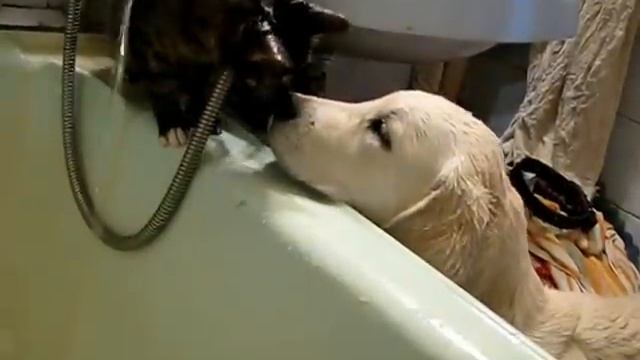 Котенок Форест играет с водой смотреть онлайн