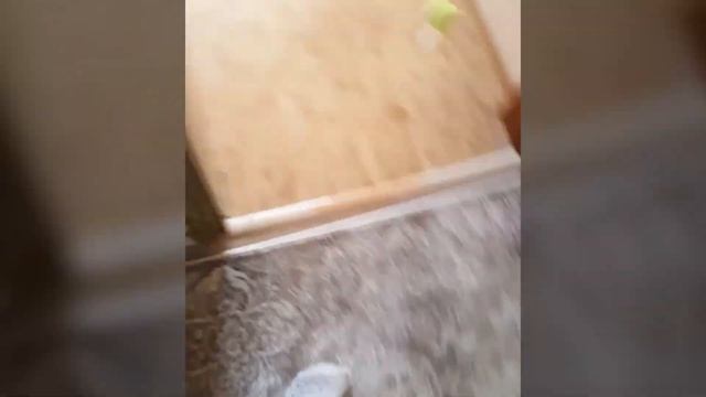 Как отучить щенка кусать за ноги? | Frank - French Bulldog смотреть онлайн