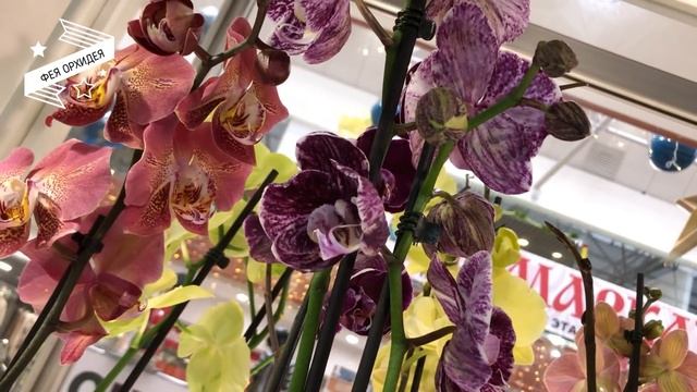 Хотите редкие орхидеи?! Их продают здесь! ? Rare Orchids In Moscow