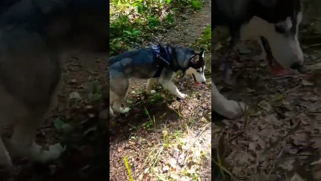 Хаски без поводка ходит рядом в лесу🔥 #волк #джульетта #хаски смотреть онлайн