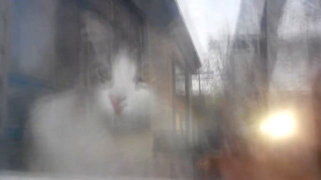 Зевающие котики, коты зевают - веселое видео смотреть всем смотреть онлайн