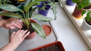 Пересадка комнатных цветов зимой.