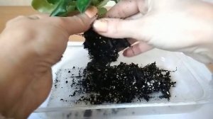 У фиалки оголился стволик - что делать?