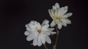 Как распускаются цветы! Ускоренная съёмка. (4K)