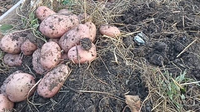 КАРТОФЕЛЬ САРПО МИРА УРОЖАЙ 2023 Г // ВАЦАП ДЛЯ ЗАКАЗА 8-915-245-81-59 ПИСЬМЕННО смотреть онлайн