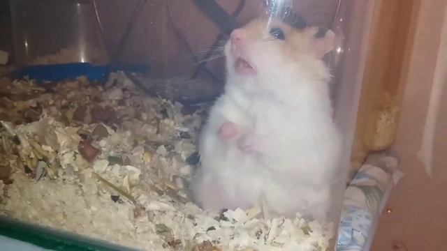 Сирийский Хомяк по имени Заяц смотреть онлайн