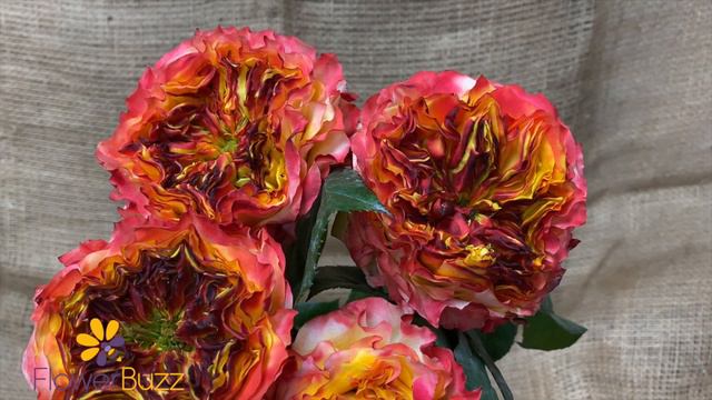 Rose Cabana смотреть онлайн