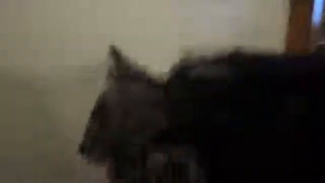 странный голос кота! я угарал.mp4 смотреть онлайн