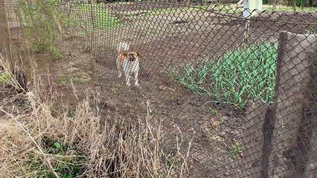 БЫЧЬИ ЯЙЦА XXXL С СЫРОМ НА МАНГАЛЕ!!! #вкусно #рецепты #шашлык #cool #eating #meat #мангал смотреть онлайн