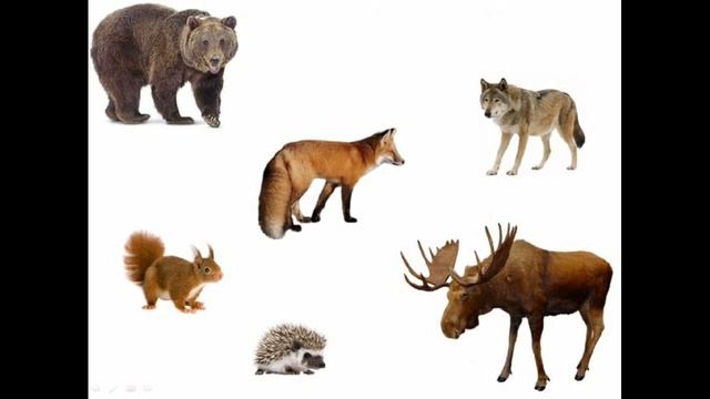 Дітям про диких тварин. Дикі тварини та їх дитинчата. Відео для дітей про лісових тварин українсько